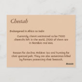 Cheetah Info Card Briefkaart (Achterkant)