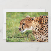 Cheetah Invitation Card Kaart (Voorkant)