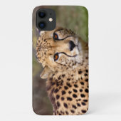 Cheetah iPhone 11 Hoesje (Achterkant)