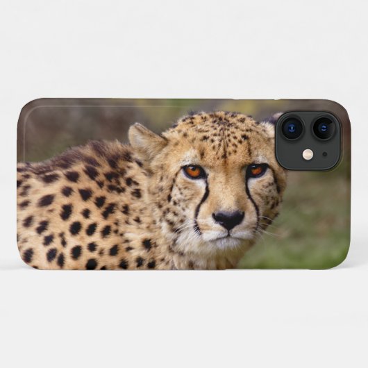 Cheetah iPhone 11 Hoesje (Achterkant (horizontaal))
