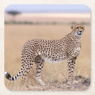 Cheetah Kartonnen Onderzetters