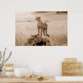 Cheetah Kenya Afrika Poster (Keuken)