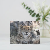 Cheetah kijkt naar je op briefkaart (Staand voorkant)