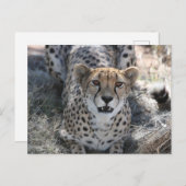 Cheetah kijkt naar je op briefkaart (Voorkant / Achterkant)