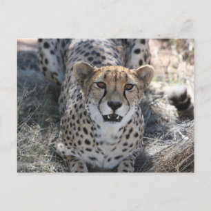 Cheetah kijkt naar je op briefkaart