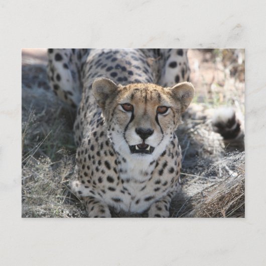 Cheetah kijkt naar je op briefkaart (Voorkant)