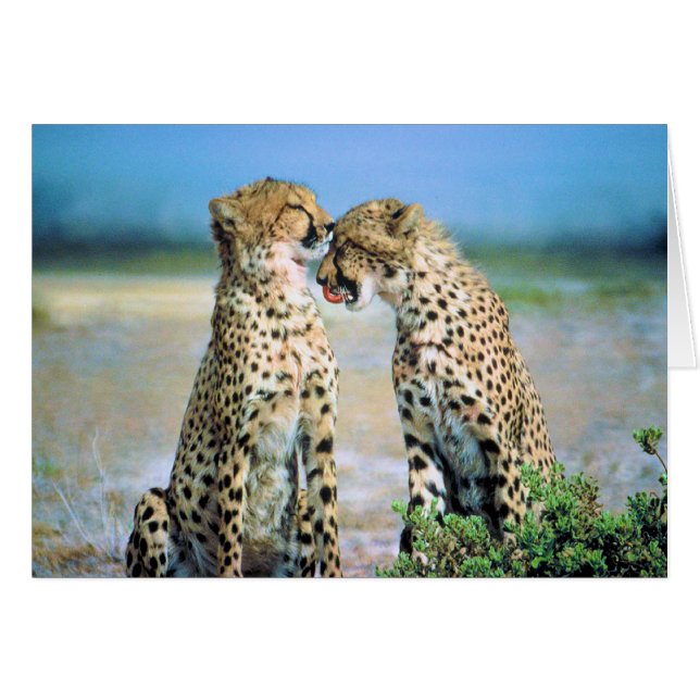 Cheetah Kisses (Voorkant Horizontaal)