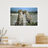 Cheetah Kisses Wildlife Poster (Keuken)