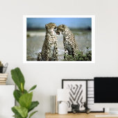 Cheetah Kisses Wildlife Poster (Thuiskantoor)