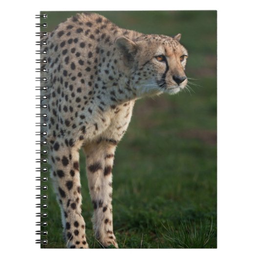 Cheetah klaar om te springen notitieboek (Voorkant)