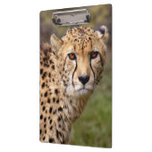 Cheetah Klembord (Links)