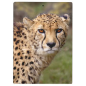 Cheetah Klembord (Achterkant)
