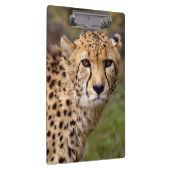 Cheetah Klembord (Rechts)