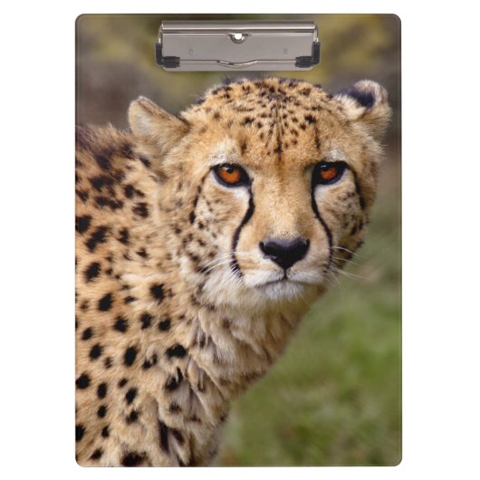 Cheetah Klembord (Voorkant)