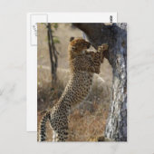 Cheetah klimt op de boom briefkaart (Voorkant / Achterkant)