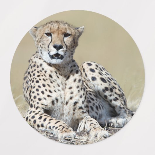 Cheetah Labels (Design 2)