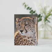 Cheetah looking away briefkaart (Staand voorkant)