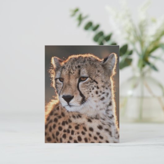 Cheetah looking away briefkaart (Staand voorkant)