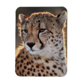 Cheetah looking away magneet (Verticaal)