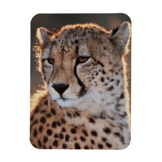 Cheetah looking away magneet (Verticaal)