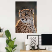 Cheetah looking away poster (Thuiskantoor)