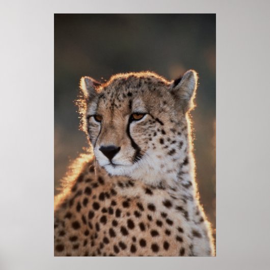 Cheetah looking away poster (Voorkant)