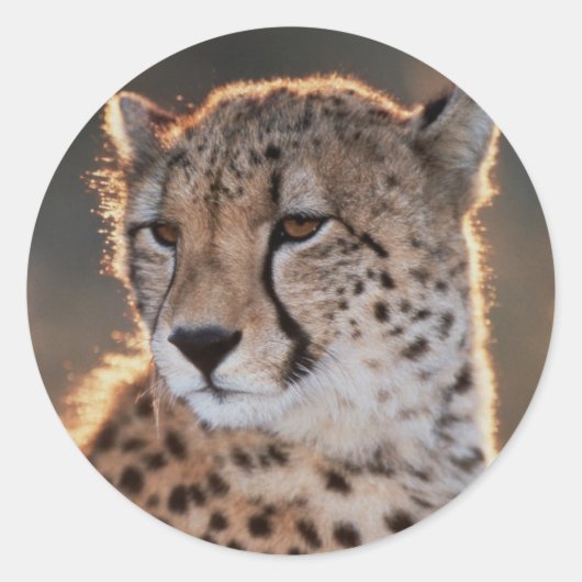 Cheetah looking away ronde sticker (Voorkant)