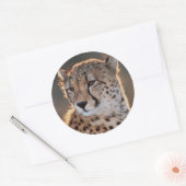 Cheetah looking away ronde sticker (Envelop)
