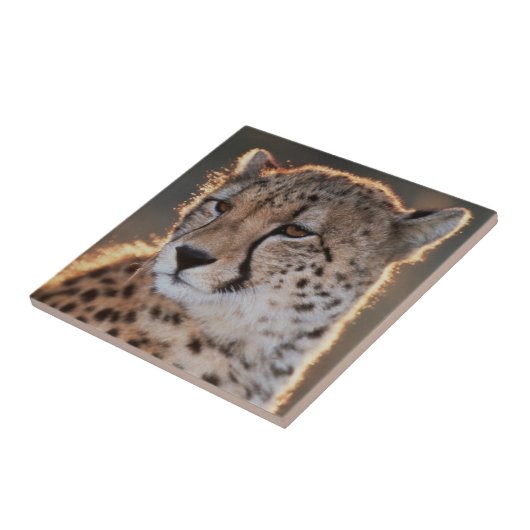 Cheetah looking away tegeltje (Zijkant)