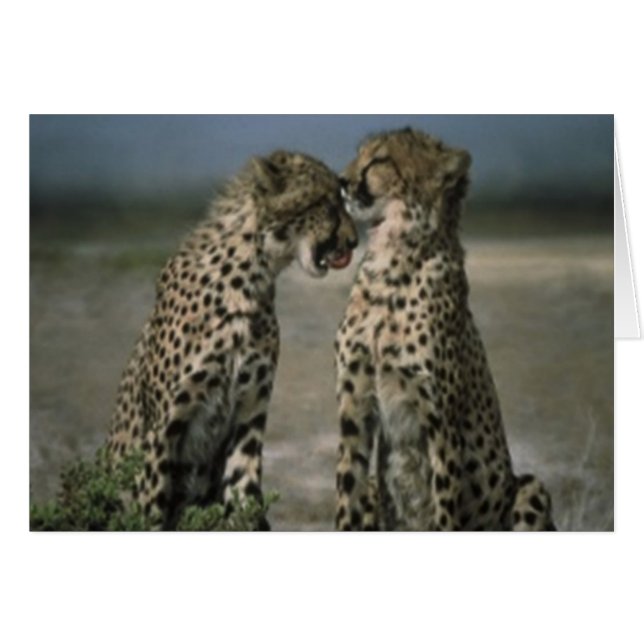 Cheetah Love (Voorkant Horizontaal)