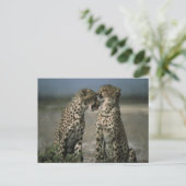 Cheetah Love Briefkaart (Staand voorkant)