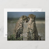 Cheetah Love Briefkaart (Voorkant / Achterkant)