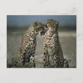 Cheetah Love Briefkaart
