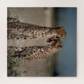 Cheetah Love Legpuzzel (Horizontaal)
