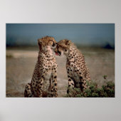 Cheetah Love Poster (Voorkant)