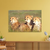 Cheetah Lying in Grass, Ngorongoro Conservation Canvas Afdruk (Insitu (Woonkamer))