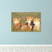 Cheetah Lying in Grass, Ngorongoro Conservation Canvas Afdruk (Insitu (Houten vloer))