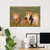 Cheetah Lying in Grass, Ngorongoro Conservation Poster (Thuiskantoor)