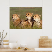Cheetah Lying in Grass, Ngorongoro Conservation Poster (Keuken)