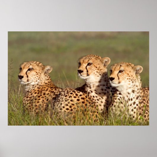 Cheetah Lying in Grass, Ngorongoro Conservation Poster (Voorkant)