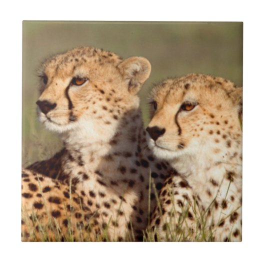 Cheetah Lying in Grass, Ngorongoro Conservation Tegeltje (Voorkant)