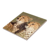 Cheetah Lying in Grass, Ngorongoro Conservation Tegeltje (Zijkant)