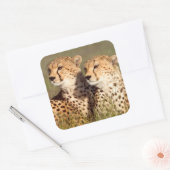 Cheetah Lying in Grass, Ngorongoro Conservation Vierkante Sticker (Envelop)