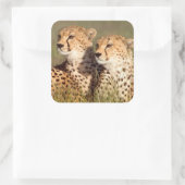 Cheetah Lying in Grass, Ngorongoro Conservation Vierkante Sticker (Tas)