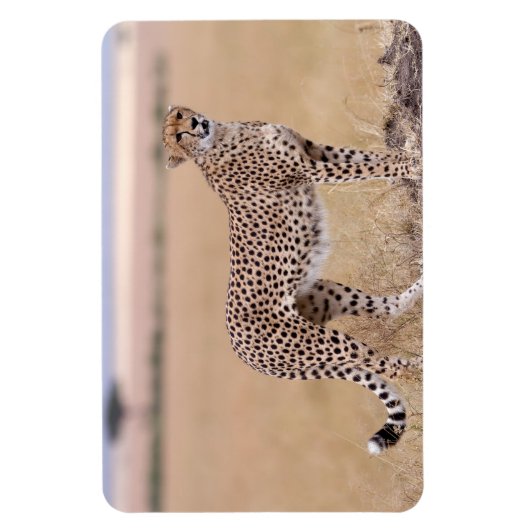 Cheetah Magneet (Verticaal)
