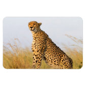Cheetah Magneet (Horizontaal)