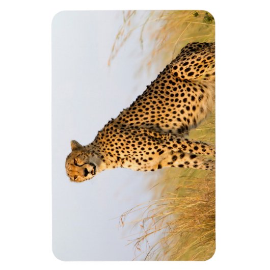 Cheetah Magneet (Verticaal)