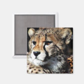 Cheetah Magneet (Voorkant / Achterkant)