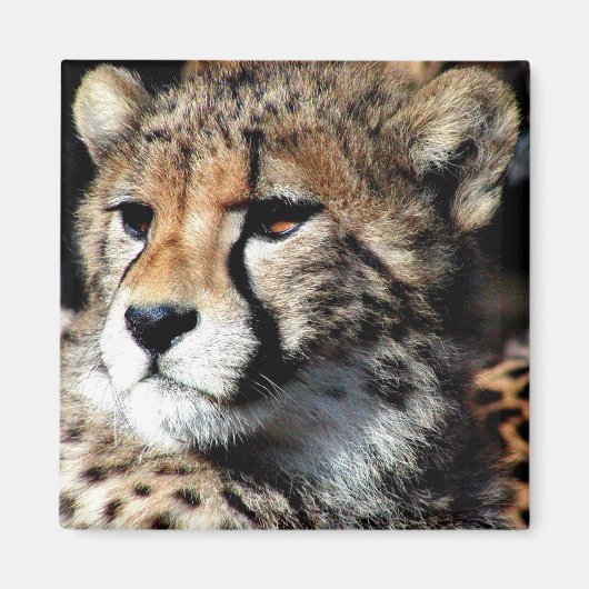 Cheetah Magneet (Voorkant)