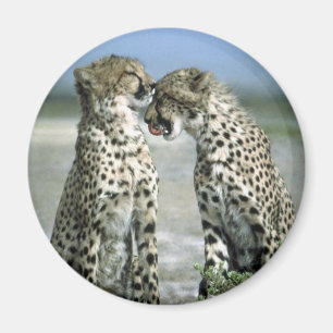 cheetah magneet